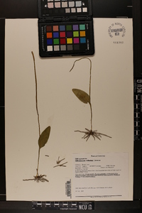 Ophioglossum vulgatum image