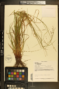 Carex debilis var. rudgei image