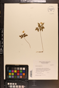 Anemone quinquefolia image