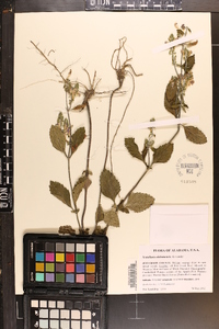 Scutellaria alabamensis image