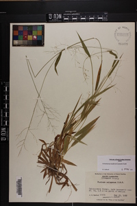 Dichanthelium laxiflorum image
