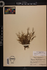 Dichanthelium wrightianum image