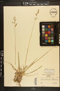 Lolium arundinaceum image