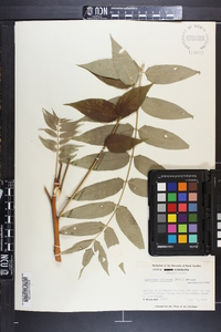 Ailanthus altissima image