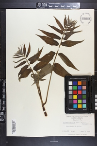 Ailanthus altissima image