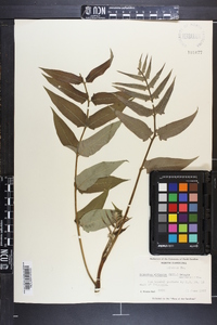 Ailanthus altissima image