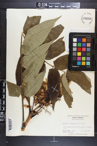 Ailanthus altissima image