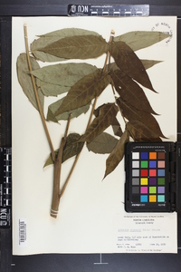 Ailanthus altissima image