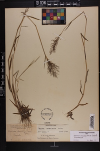 Dichanthelium acuminatum subsp. longiligulatum image