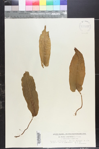 Phyllitis scolopendrium image