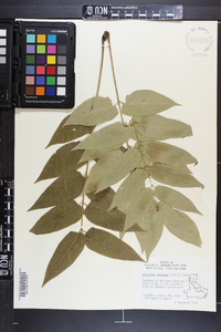 Ailanthus altissima image