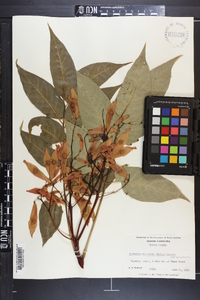 Ailanthus altissima image