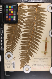 Cyathea armata image