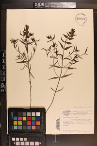 Melampyrum lineare image