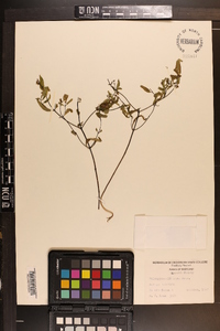 Melampyrum lineare image