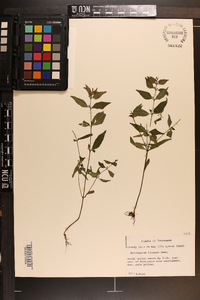 Melampyrum lineare image