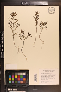 Melampyrum lineare image