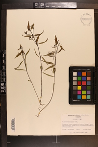 Melampyrum lineare image