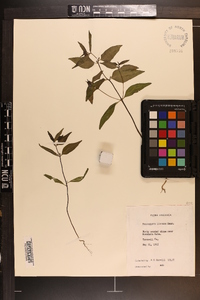 Melampyrum lineare image