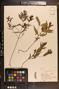 Melampyrum lineare image