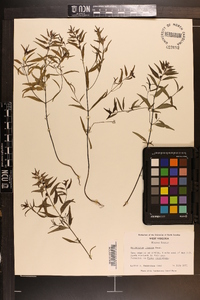 Melampyrum lineare image