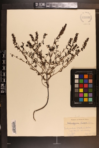 Melampyrum lineare image