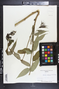 Ailanthus altissima image