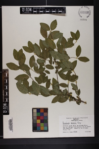 Lonicera morrowii image