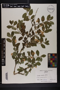 Lonicera morrowii image