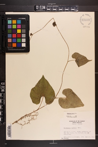 Dioscorea polystachya image