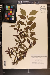 Euonymus alatus image