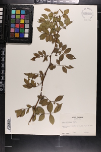 Rosa multiflora image