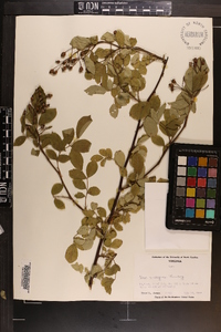 Rosa multiflora image