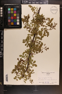 Rosa multiflora image