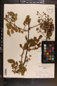 Rosa multiflora image