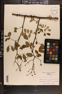 Rosa multiflora image