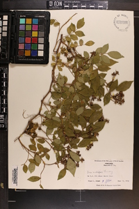 Rosa multiflora image