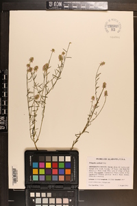 Polygala curtissii image