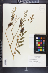 Astragalus canadensis image