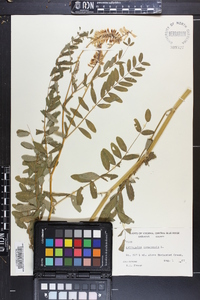 Astragalus canadensis image