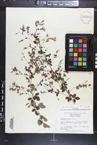 Lespedeza bicolor image