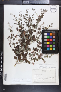 Lespedeza bicolor image