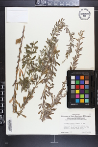 Lespedeza cuneata image