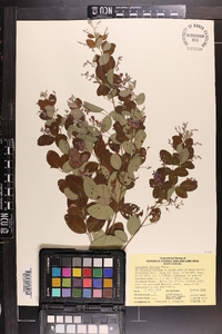 Lespedeza bicolor image