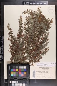 Lespedeza bicolor image