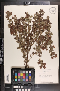 Lespedeza bicolor image