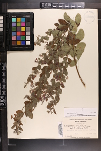 Lespedeza bicolor image