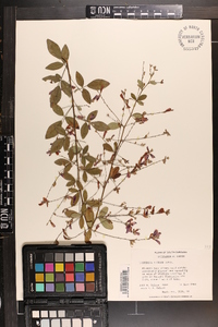 Lespedeza bicolor image