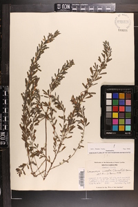 Lespedeza cuneata image