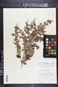 Lespedeza bicolor image